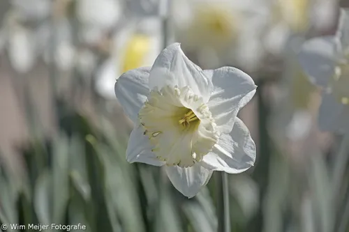 wim meijer fotografie 5i5a6864