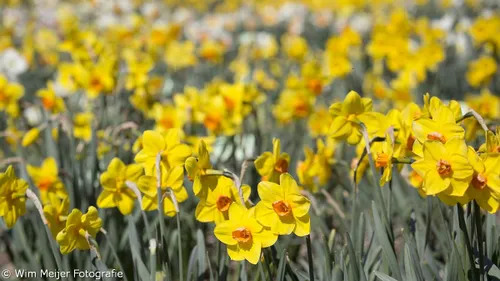 wim meijer fotografie 5i5a6869