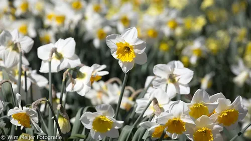 wim meijer fotografie 5i5a6870
