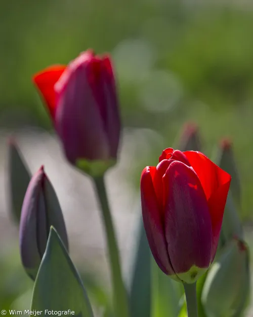 wim meijer fotografie 5i5a6871