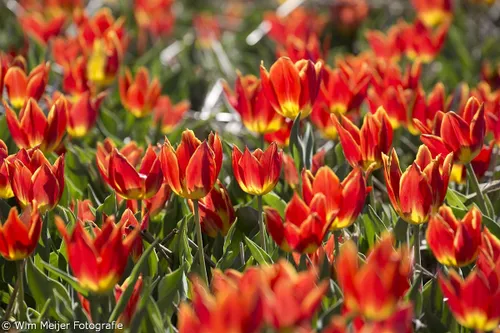 wim meijer fotografie 5i5a6882