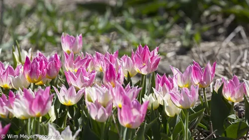 wim meijer fotografie 5i5a6883