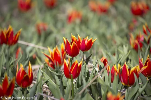 wim meijer fotografie 5i5a6886