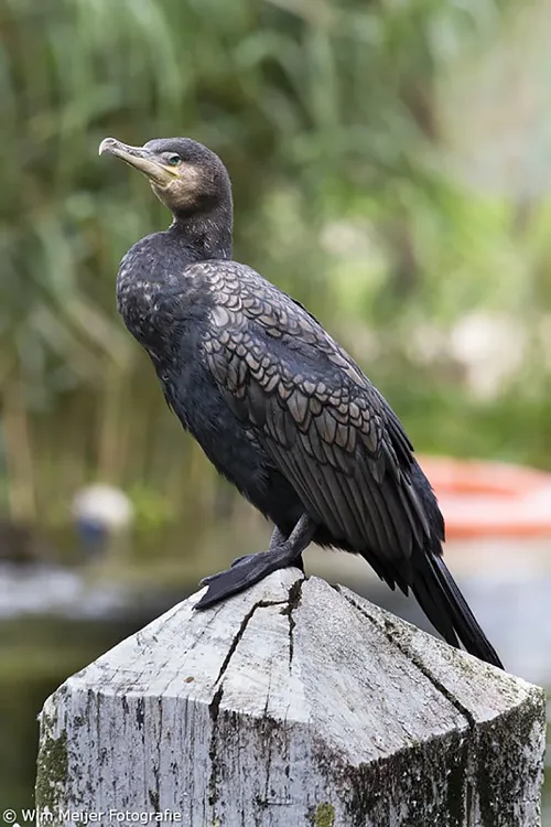 wim meijer fotografie aalscholver banner