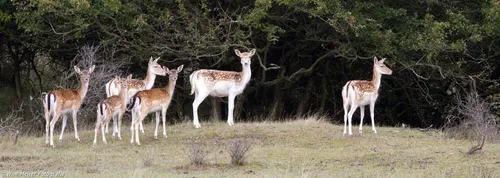 wim meijer fotografie bambi3