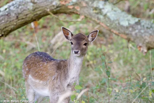 wim meijer fotografie bambi4