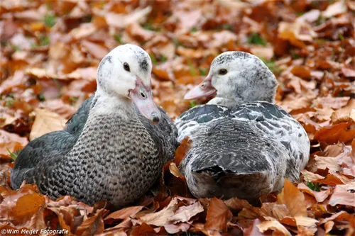 wim meijer fotografie eend