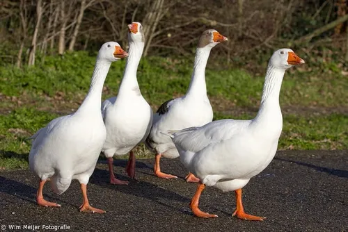 wim meijer fotografie gans2
