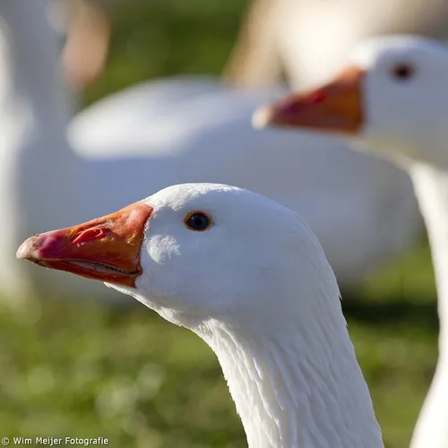wim meijer fotografie gans3
