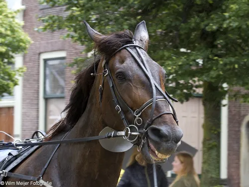 wim meijer fotografie img 0505