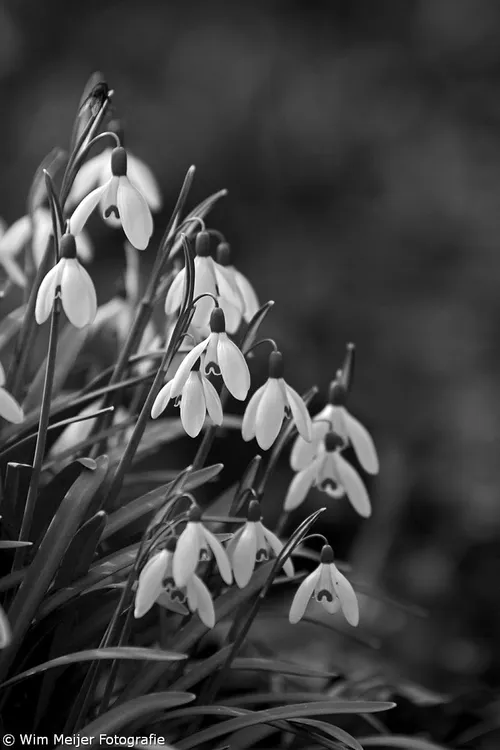 wim meijer fotografie img 2008 bw1