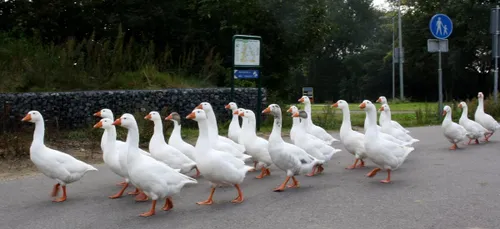 wim meijer fotografie img 3095c