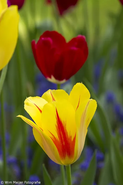 wim meijer fotografie keukehof17