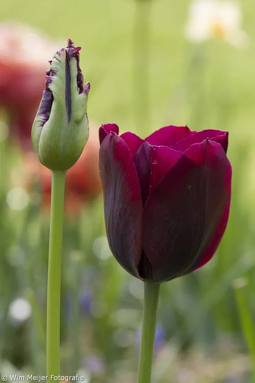wim meijer fotografie keukehof2