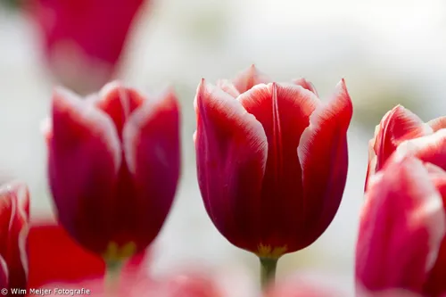 wim meijer fotografie keukehof22