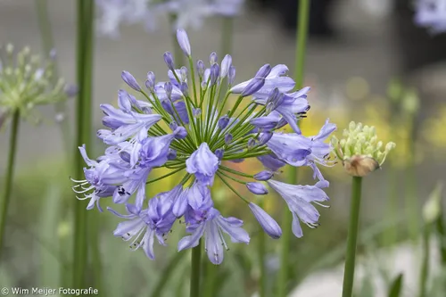 wim meijer fotografie keukehof6