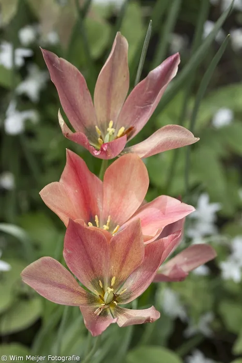 wim meijer fotografie keukehof8