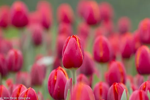 wim meijer fotografie keukenhof