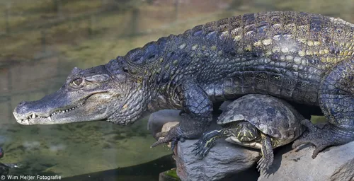 wim meijer fotografie kroko1