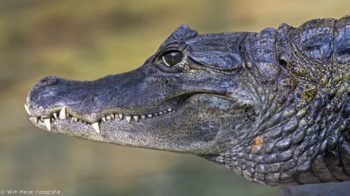 wim meijer fotografie kroko3