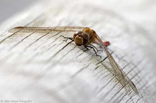 wim meijer fotografie libelle