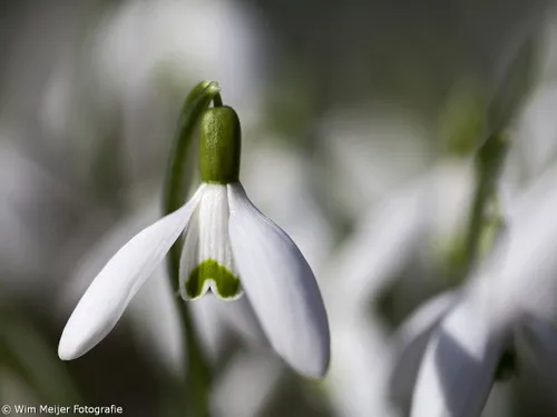 wim meijer fotografie mg 21191
