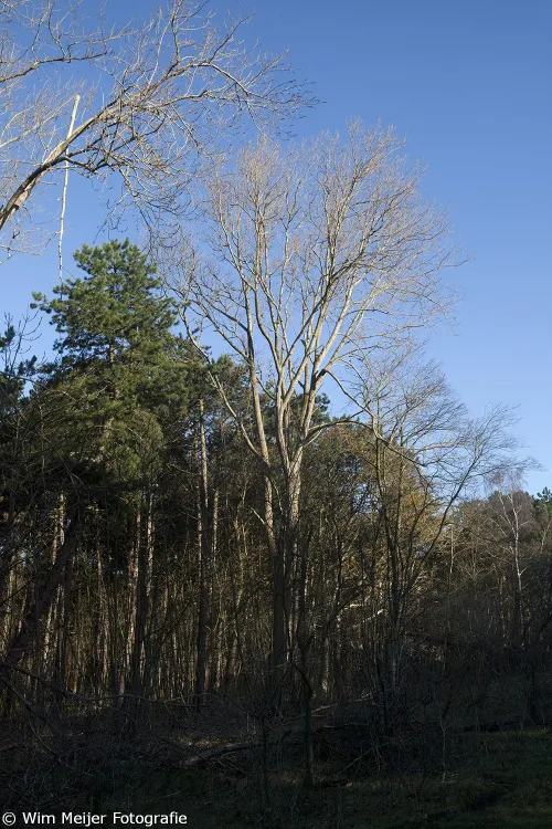 wim meijer fotografie mg 7248