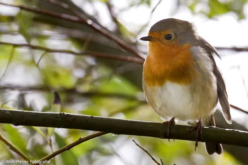 wim meijer fotografie roodborstje