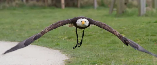 wim meijer fotografie roofvogels2