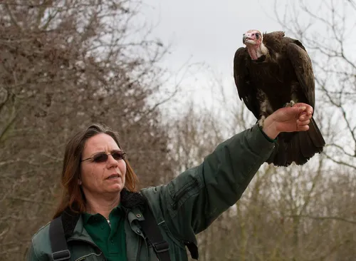 wim meijer fotografie roofvogels3