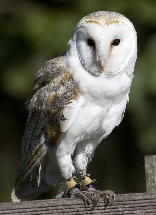 wim meijer fotografie roofvogels5