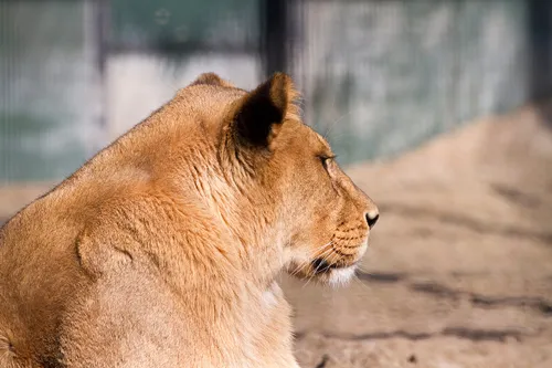 wim meijer fotografie stichting leeuw3