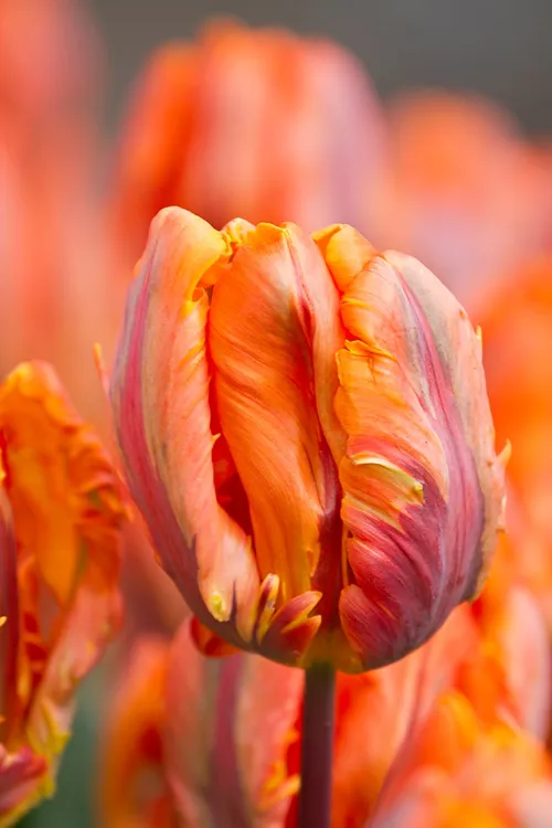 wim meijer fotografie tulp01
