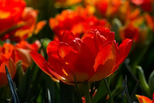 wim meijer fotografie tulp04