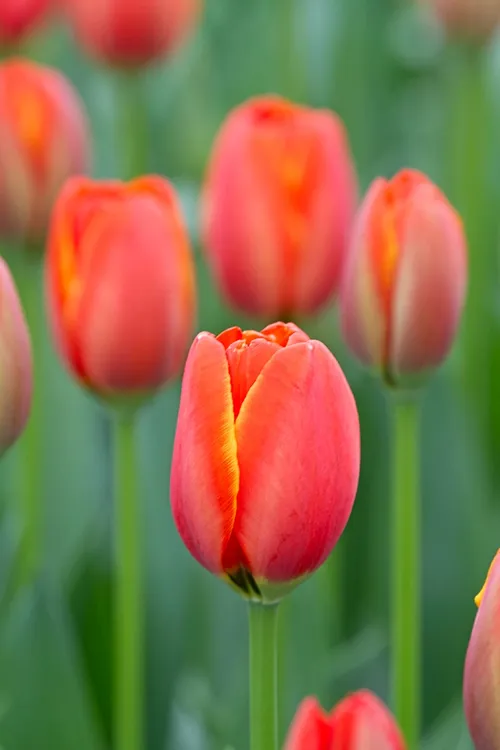 wim meijer fotografie tulp06