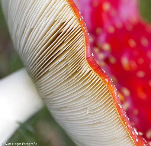 wim meijer fotografie vliegenzwam1