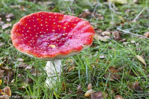 wim meijer fotografie vliegenzwam2