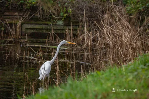 witte reiger iii