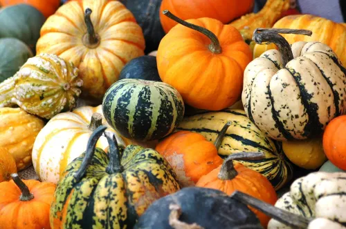 wwwdebazaarnlwp contentuploads201708pompoenen web 29b530140edf433c0e15e4a3e515895db746f589