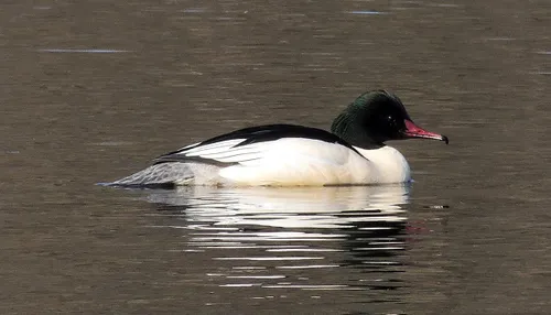 zaagbek grote 13 henk van bruggen r