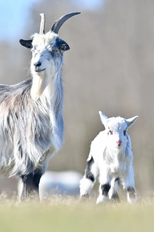 57402306 171336890441065 6482856536031887360 n