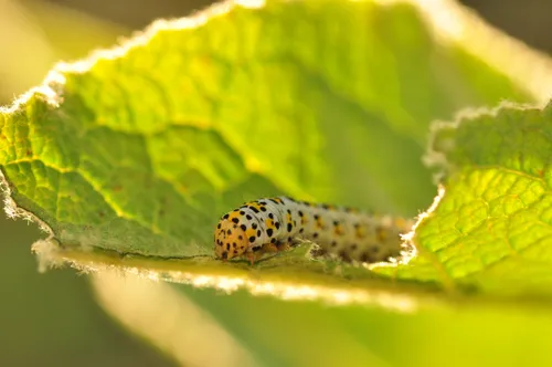 65835072 2860076864218054 4245744587080990720 n