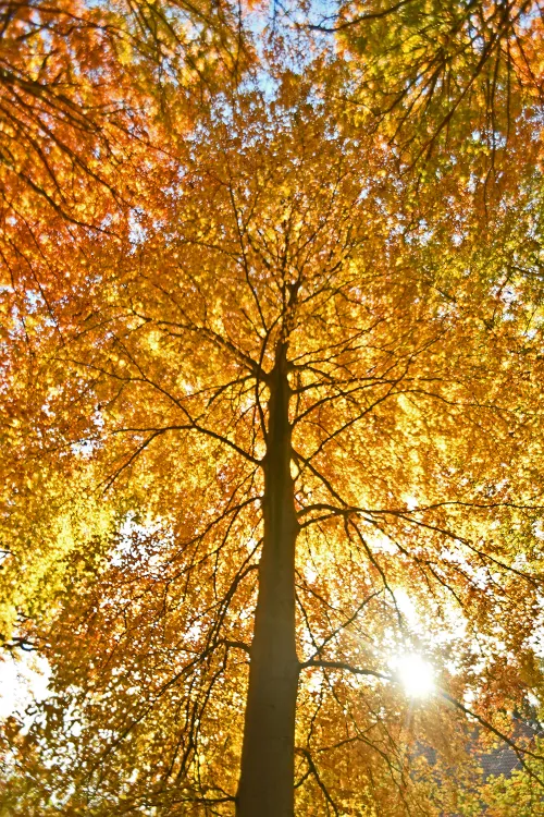 70998285 537559733714325 2244614277564465152 n