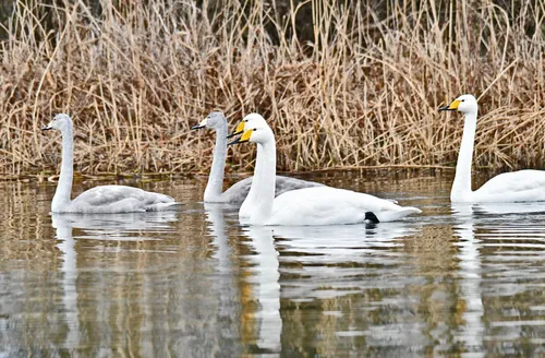 78926900 536452033867009 1107308638390714368 n