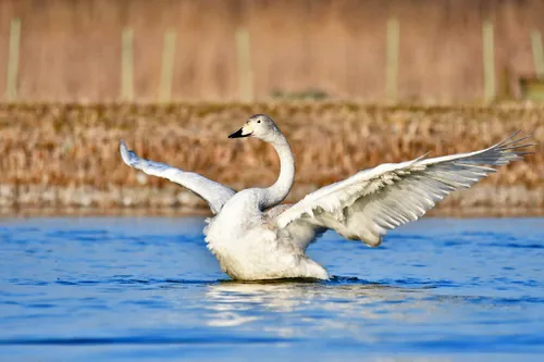 80484641 2865128323539139 5103920701119660032 n