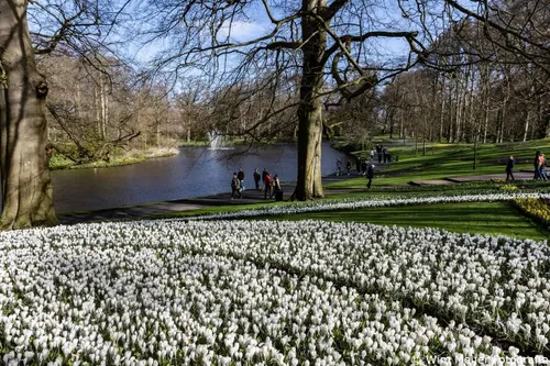 Krokussen en narcissen bepalen het buitenbeeld van Keukenhof tijdens de eerste dagen na de opening.