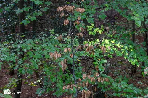 blad groen bruin