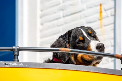balcon inspectie hond