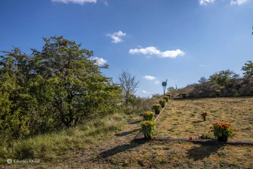 bloemen in duingebied