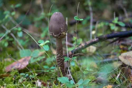 d bruine smalle zwam